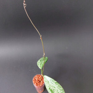 Hoya pubicalyx Silver Pink Ghost