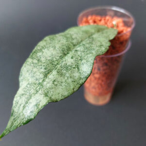 Hoya mitrata silver kapuas