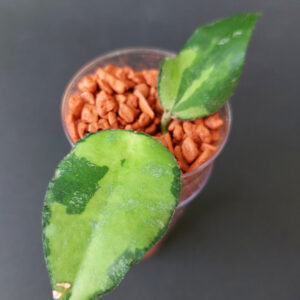 Hoya Caudata variegata