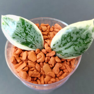 Hoya lacunosa Lumina