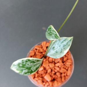 Hoya lacunosa Lumina