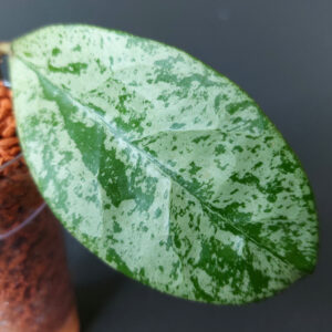 Hoya Meena silver