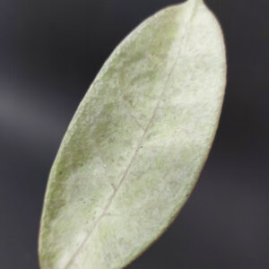 Hoya Mitrata Pearl gold