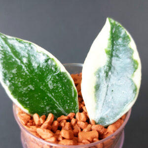 Hoya lacunosa Lumina