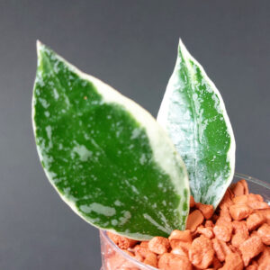 Hoya lacunosa Lumina