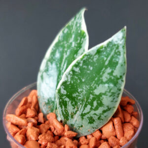 Hoya lacunosa Lumina