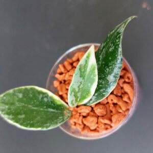 Hoya lacunosa Lumina