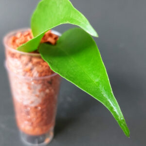 Hoya chloroleuca