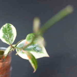 Hoya lacunosa Lumina
