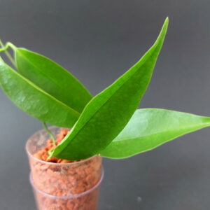 Hoya chloroleuca