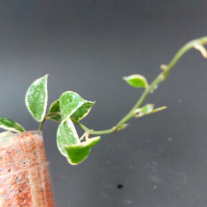 Hoya lacunosa Lumina