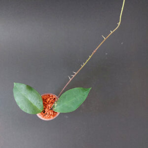 Hoya patricia