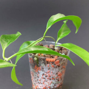 Hoya chloroleuca