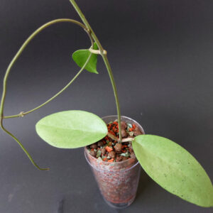 Hoya sp. Menak Sopal