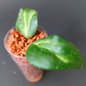 Hoya Caudata variegata